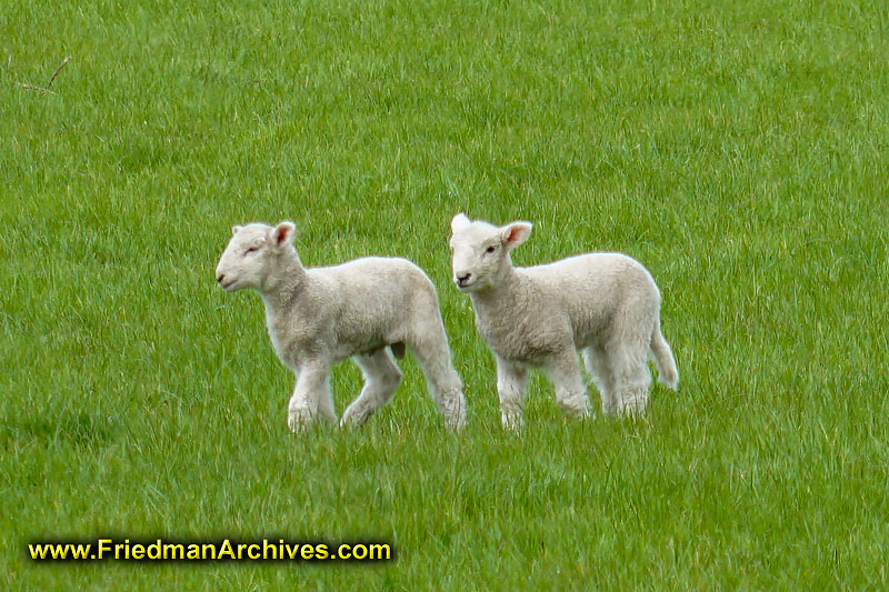 landscape,nature,grazing,farm,livestock,sheep,baby,green,grass,